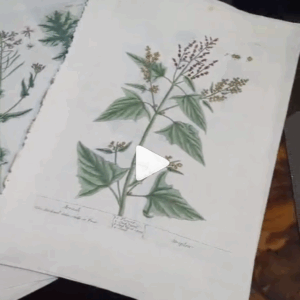 Some of my unframed 17th - 20th century hand coloured copper and woodblock engravings and coloured lithographs.